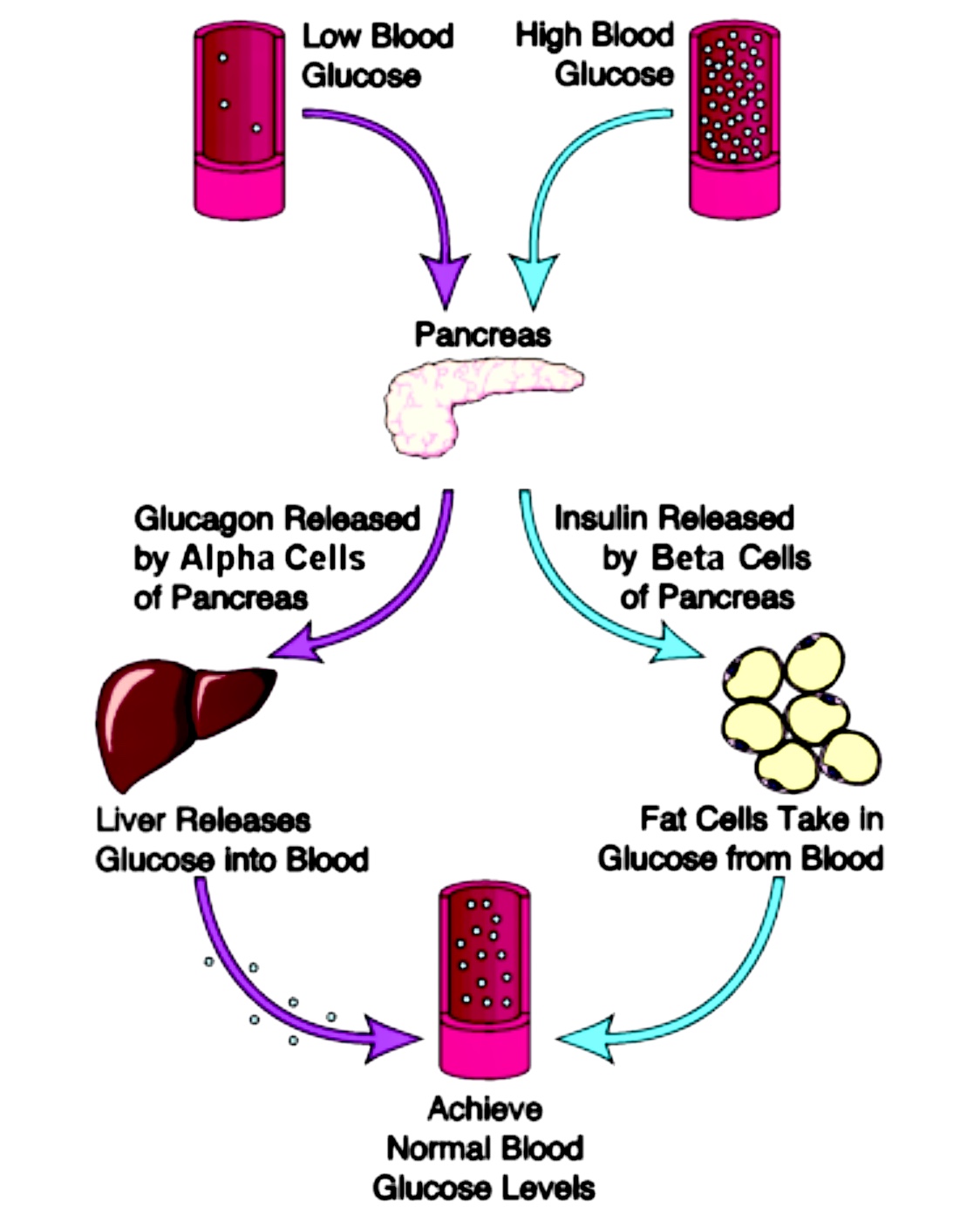 difference-between-insulin-and-glucagon-definition-role-associated