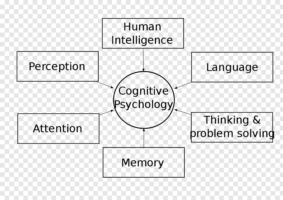 cognitive psychologist