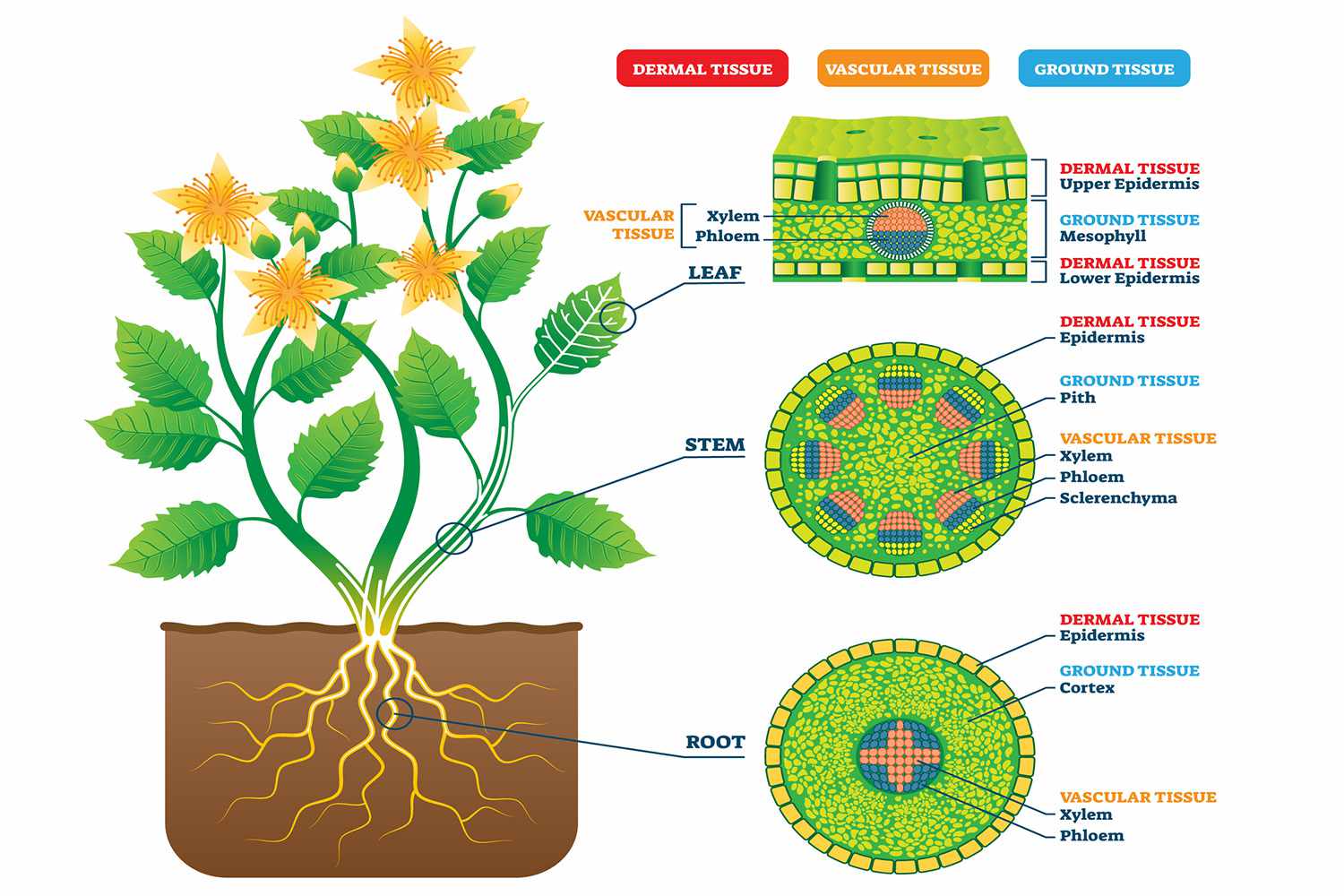 What Are The Four Types Of Plant Tissues And Their Functions